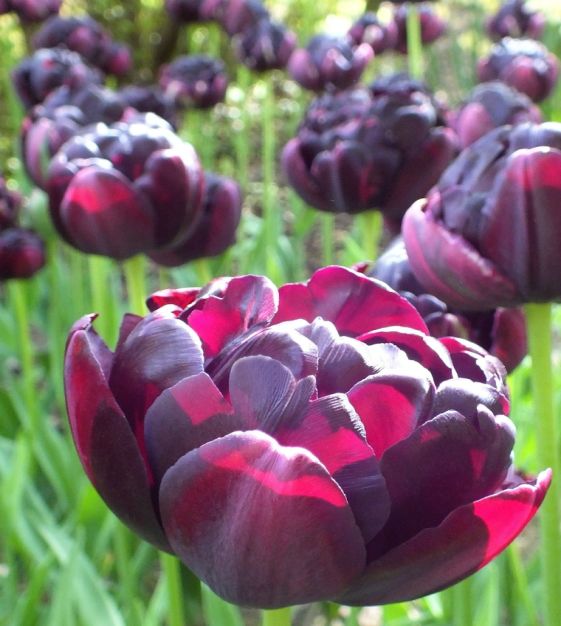 Black Hero Tulip Seeds