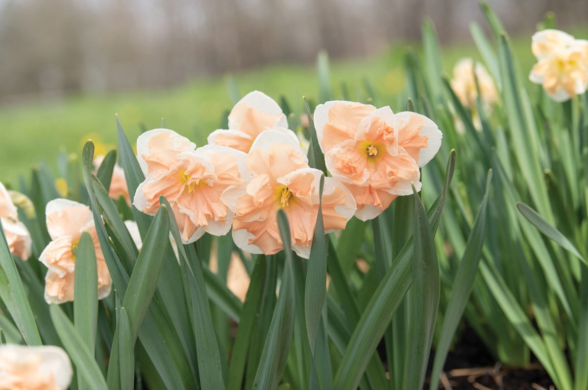 Apricot Whirl – Narcissus