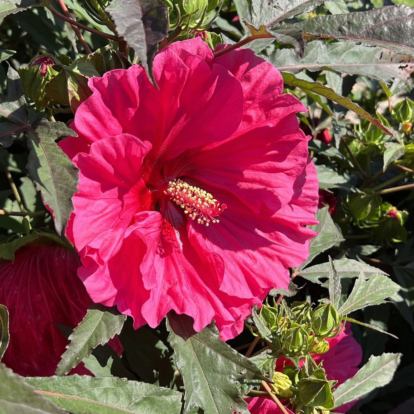 Watermelon Ruffles Hibiscus