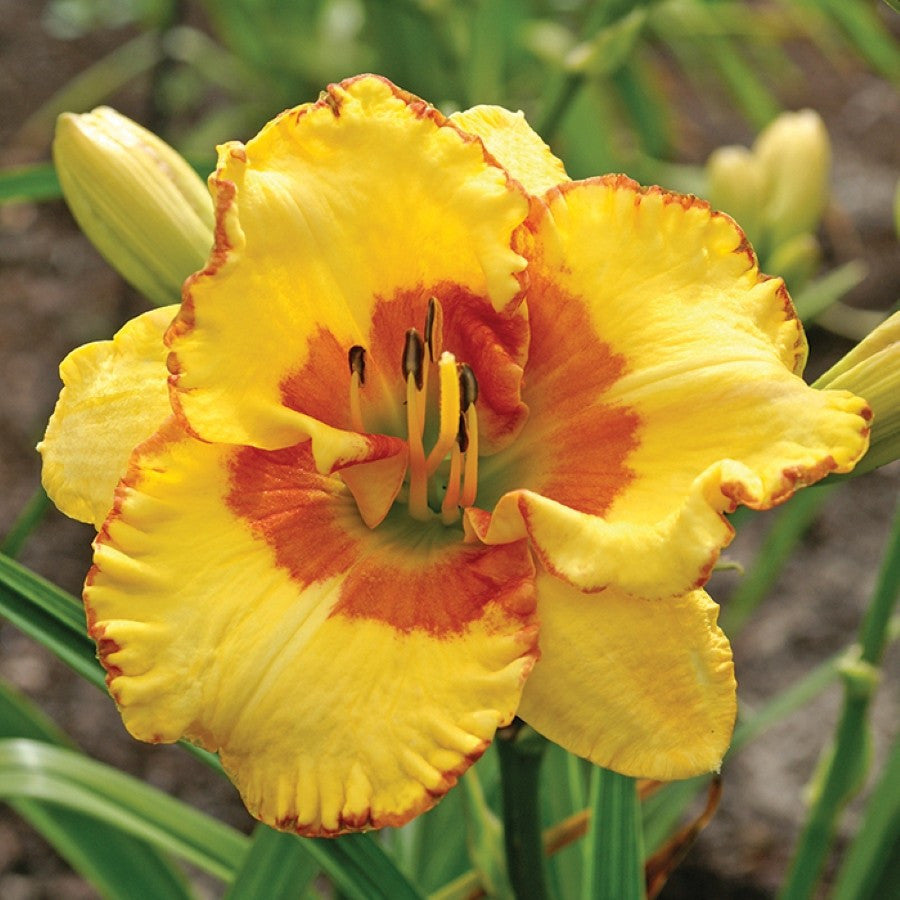 Irresistible Charm Reblooming Daylily