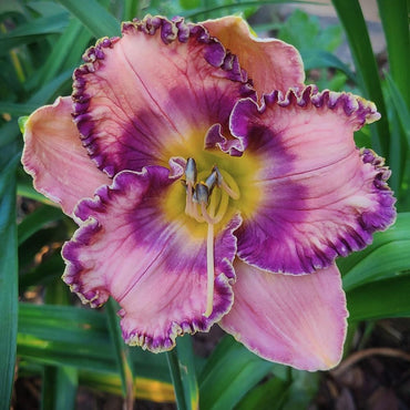 Making Magic Reblooming Daylily