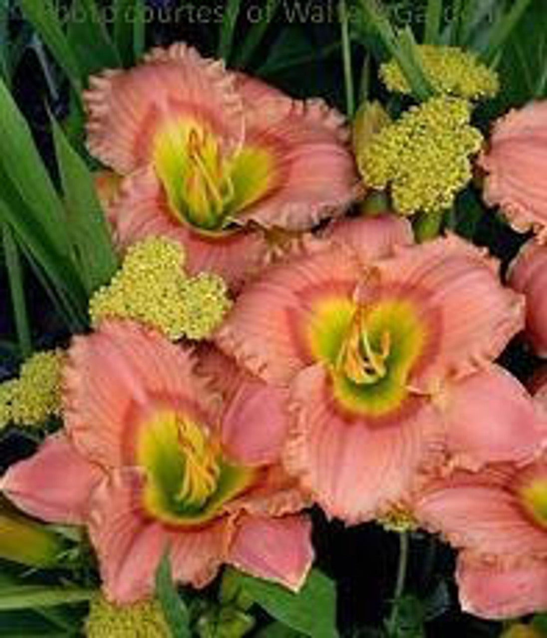 Elegant Candy Reblooming Daylily