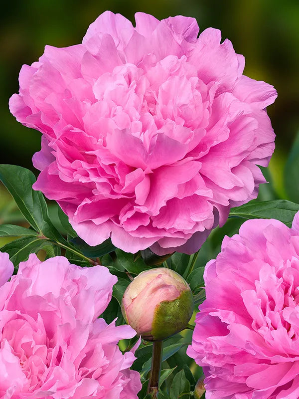 Vivid Rose Peony