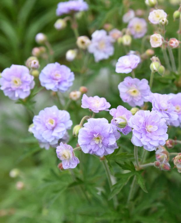 Summer Skies Double Hardy Geranium