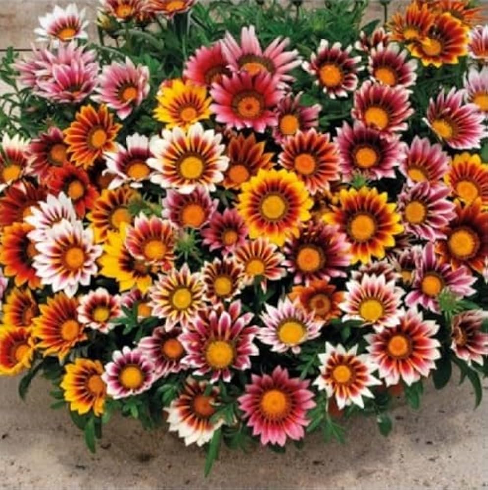 Gazania Hybrid Mixed Color Flower Seeds