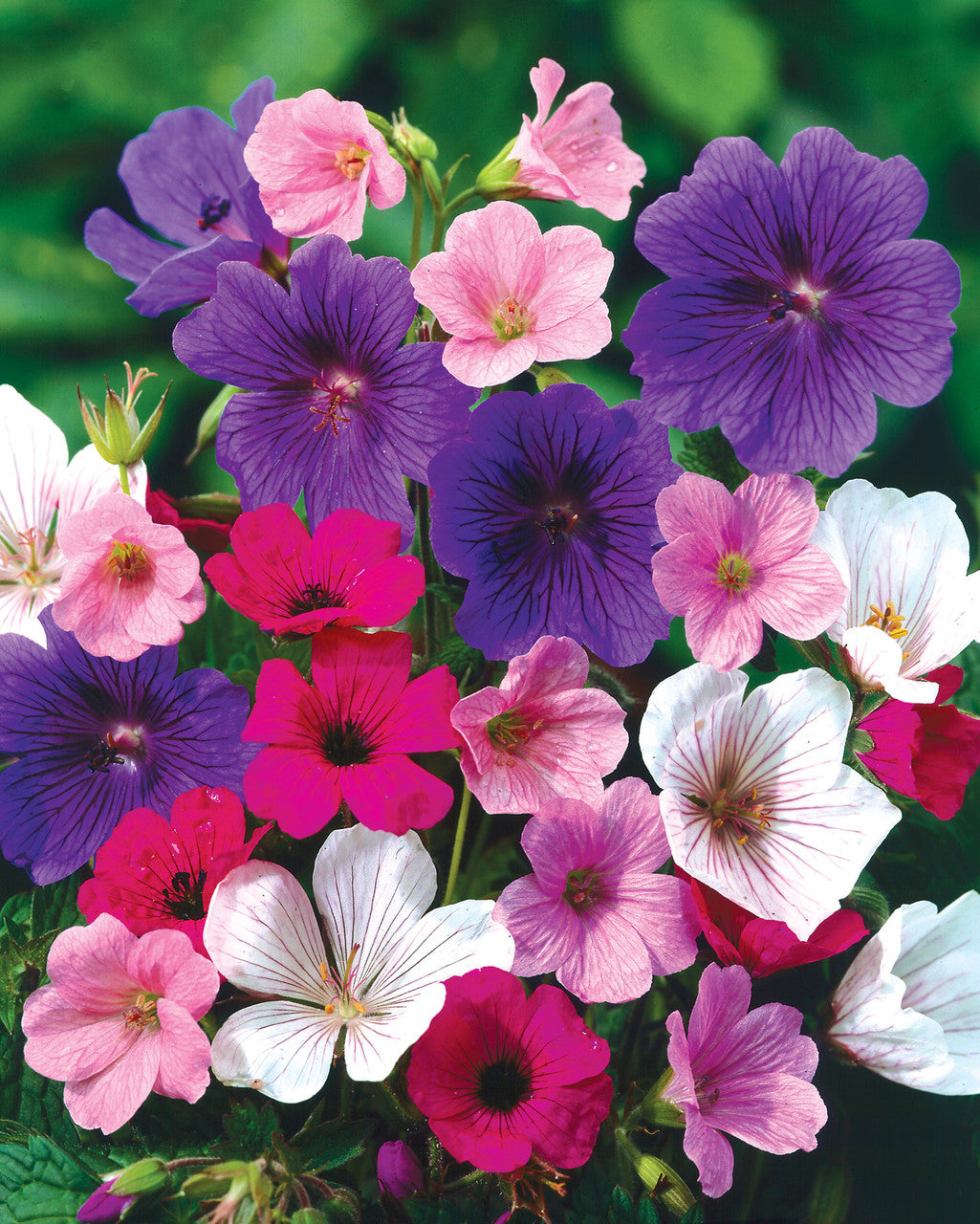 Hardy Geranium Mixture Super Sak