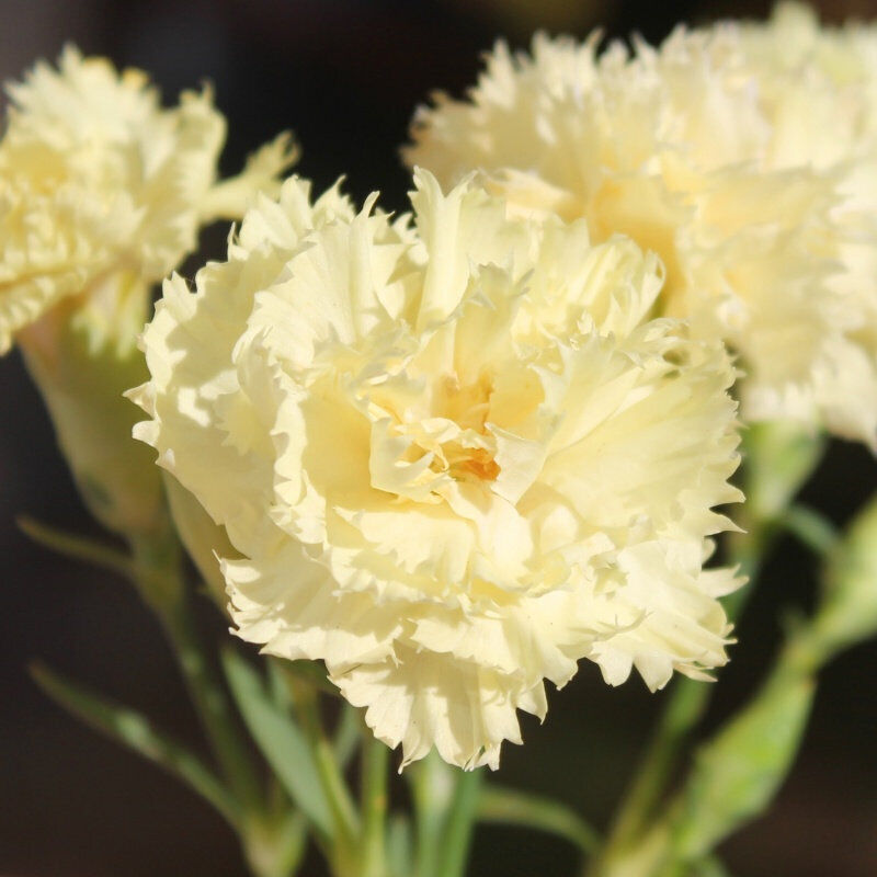 Marie Chabaud – Dianthus Seed