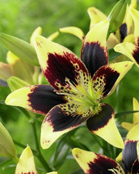 Asiatic Lily- Easy Dance