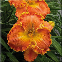 Warm Touch Reblooming Daylily