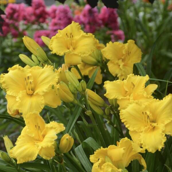 Erin Lea Reblooming Daylily