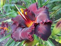 Black Stockings Reblooming Daylily