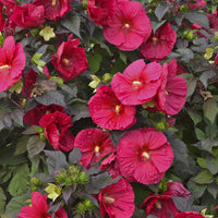 Summer in Paradise Hibiscus