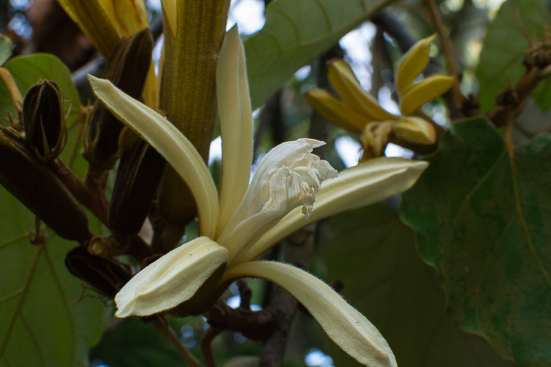 Pterospermum Acerifolium Seeds