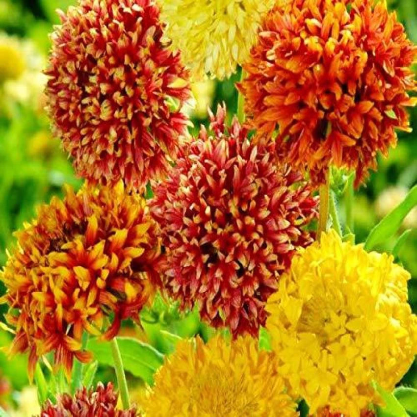 Gaillardia Double Mixed Color Desi Flower Seeds