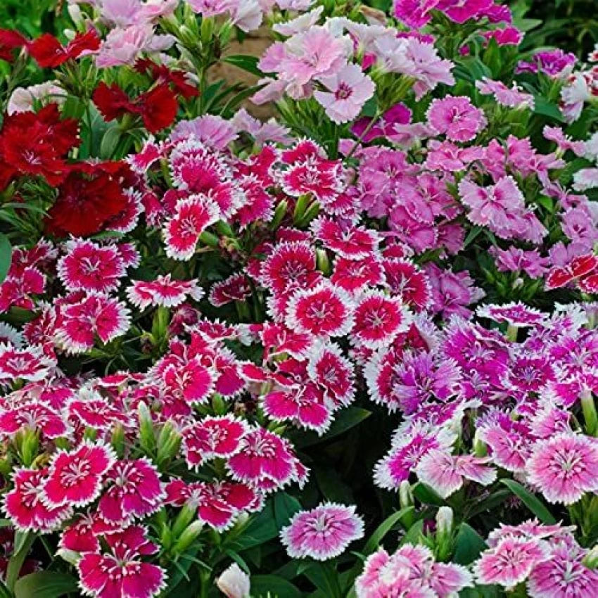 Dianthus Barbatus Mixed Color Flower Seeds