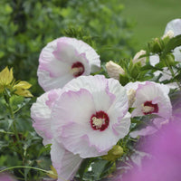 Ballet Slippers Hibiscus