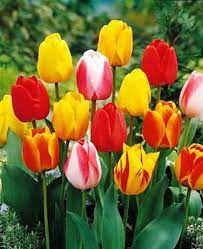 WOW! Perennial Tulip Collection Seeds