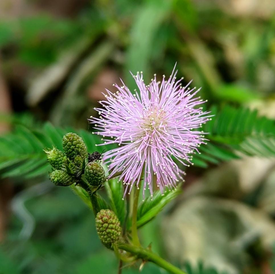 Mimosa Pudica Touch