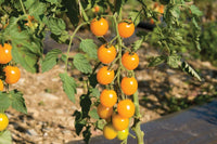 Yellow Mini – Tomato Seed