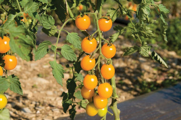 Yellow Mini – Tomato Seed