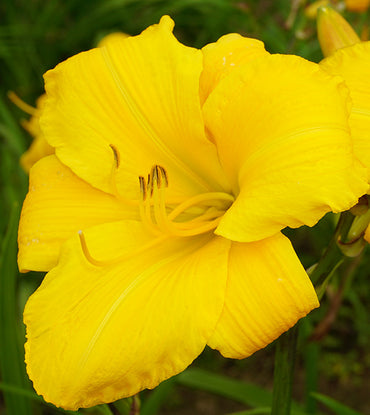 Buttered Popcorn Reblooming Daylily