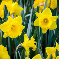 Yellow Trumpet Daffodil Super Sak Seeds