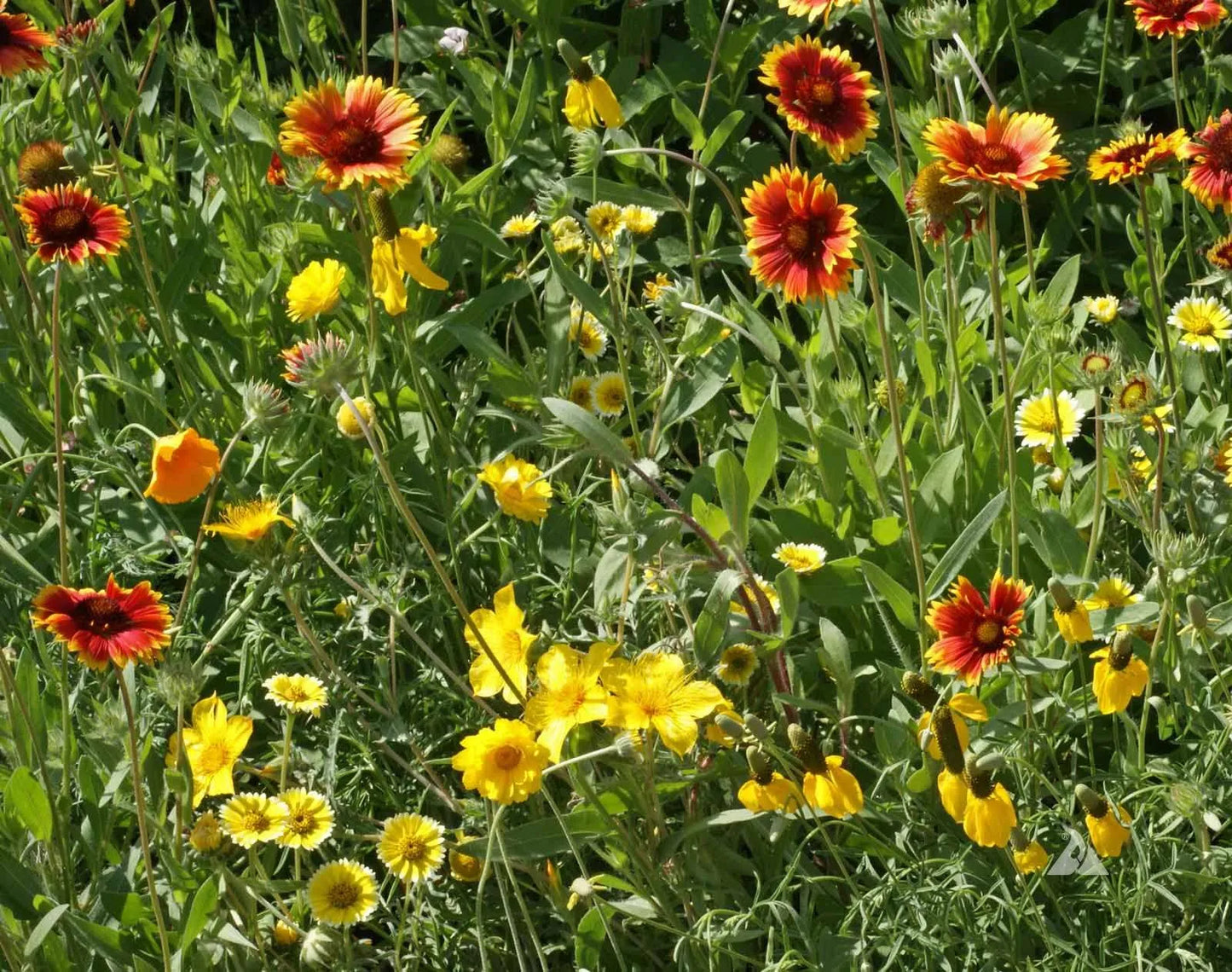 Xeriscape Mix Eastern U.S. – Flower Seed