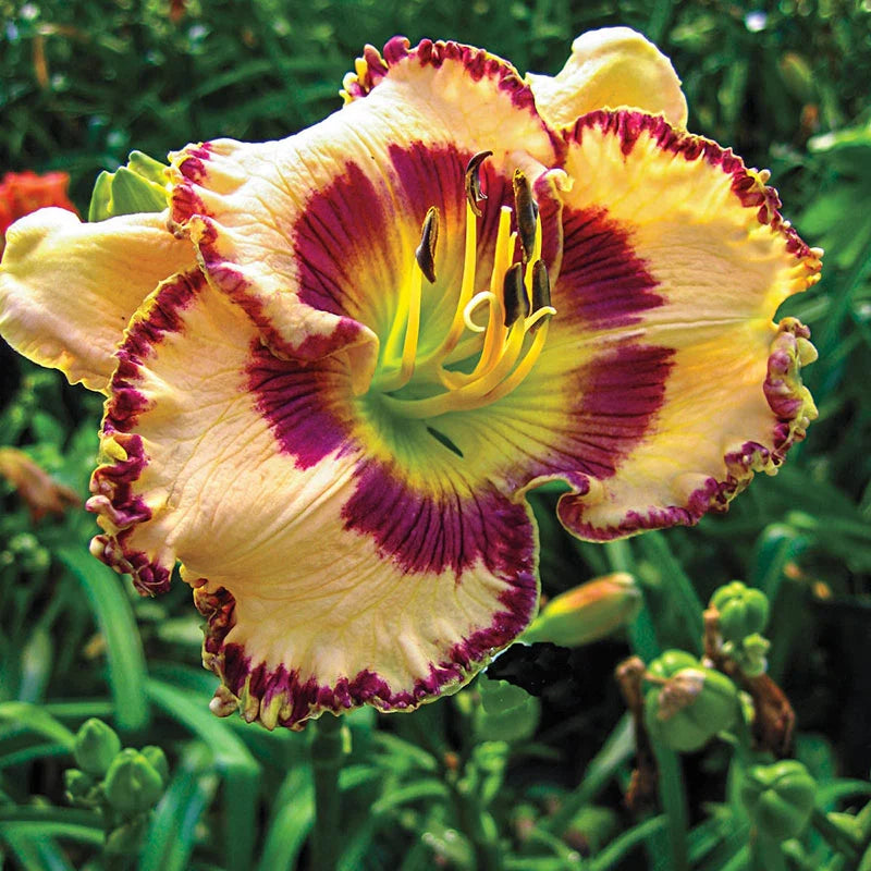 King of the Ages Reblooming Daylily