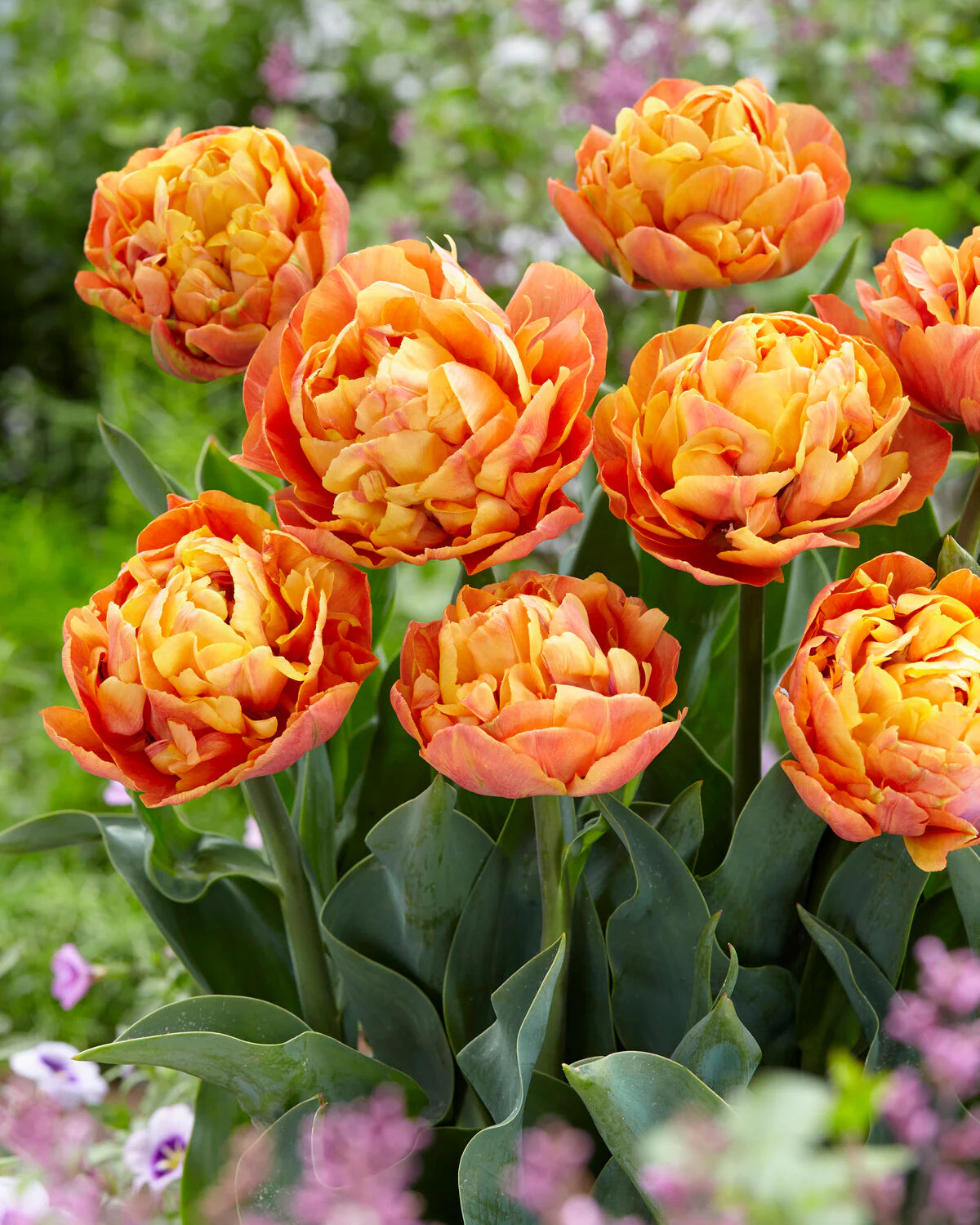 Valdivia Tulip Seeds