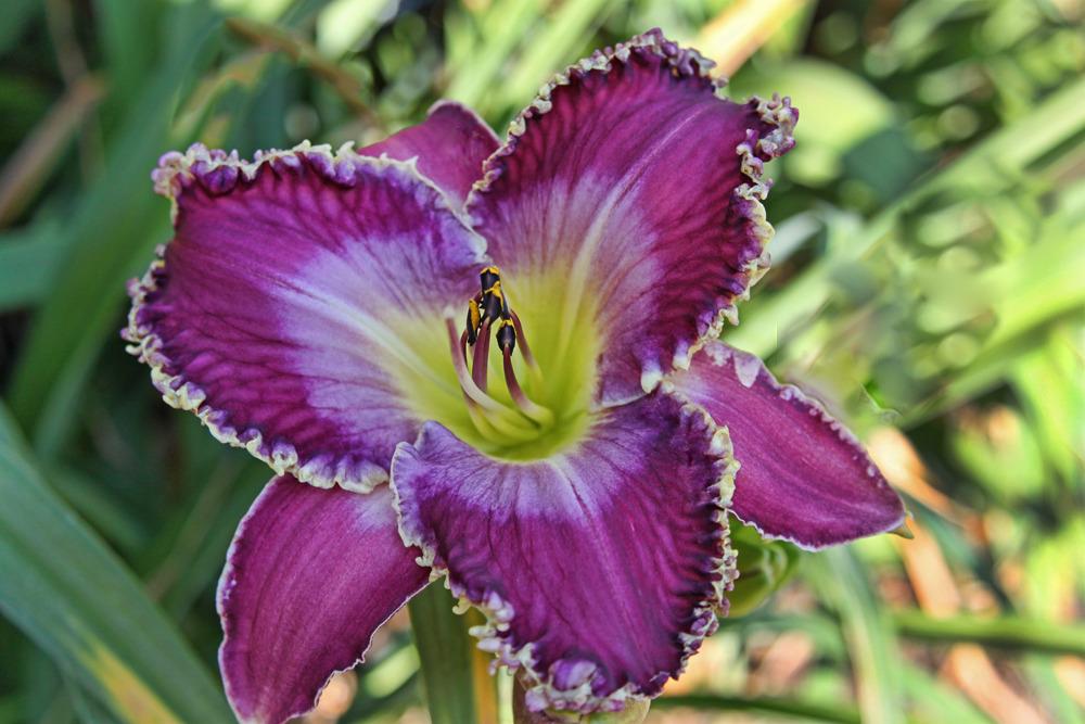 Perfect Storm Daylily