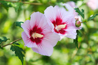 Starry Starry Night Hibiscus