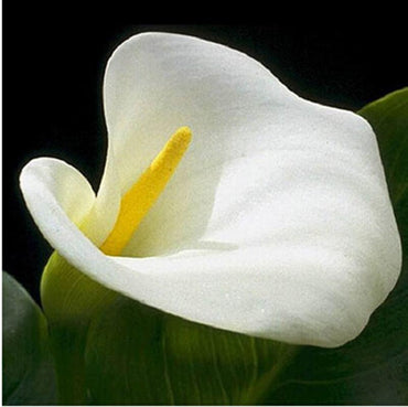 Calla Lily Seeds Room Flowers Zantedeschia Aethiopica Garden See