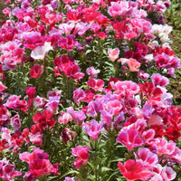 Godetia Azaleaflora Mixed Color Seeds