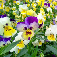 Pansy Swiss Giant Seeds