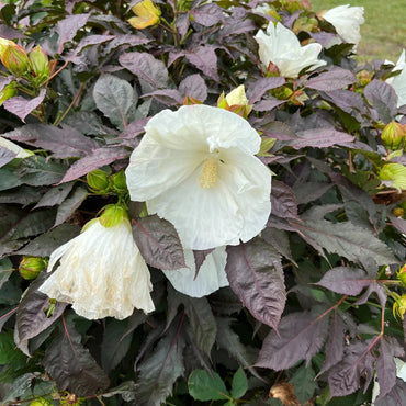 Cookies and Cream Hibiscus