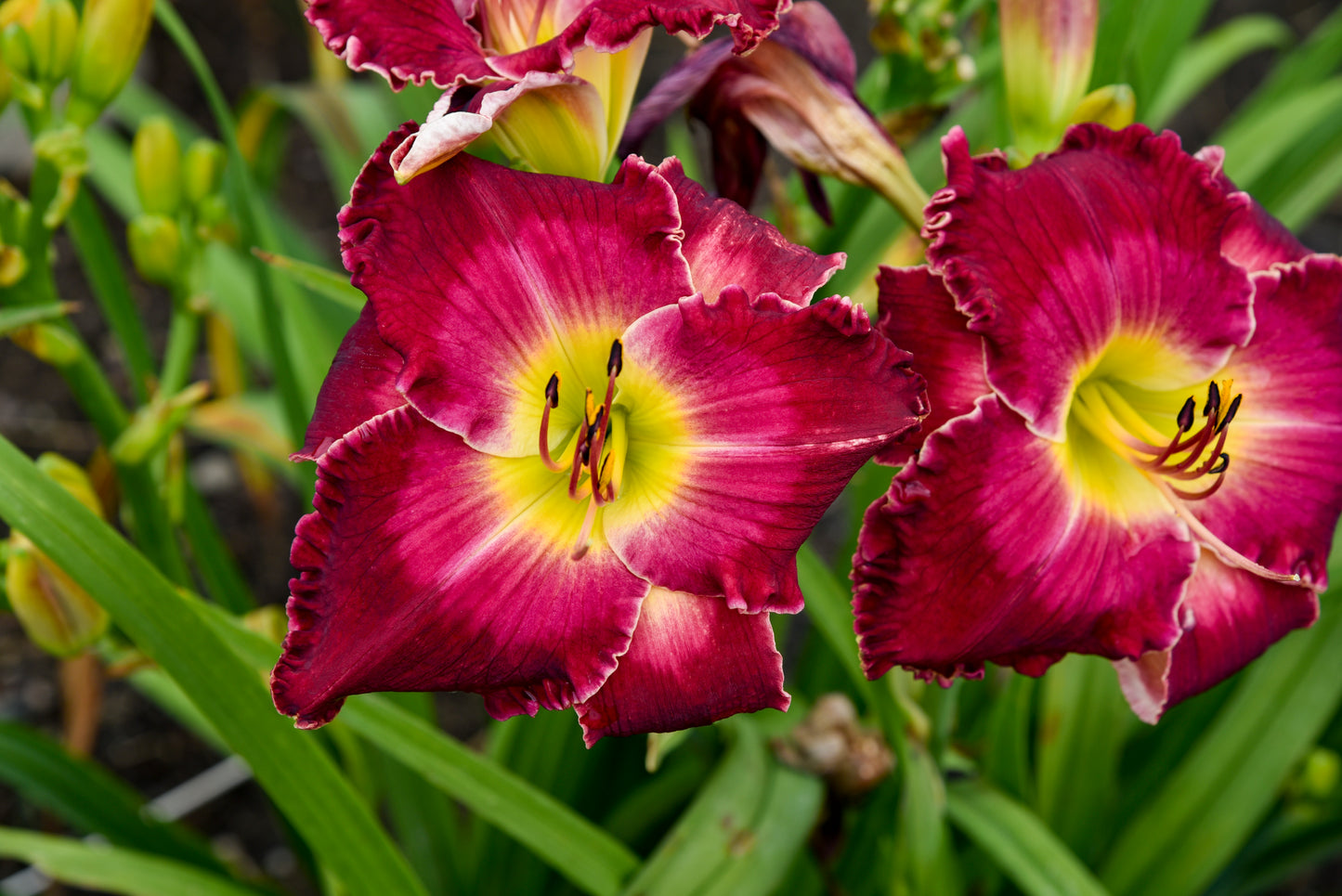 Blood Sweat and Tears Reblooming Daylily