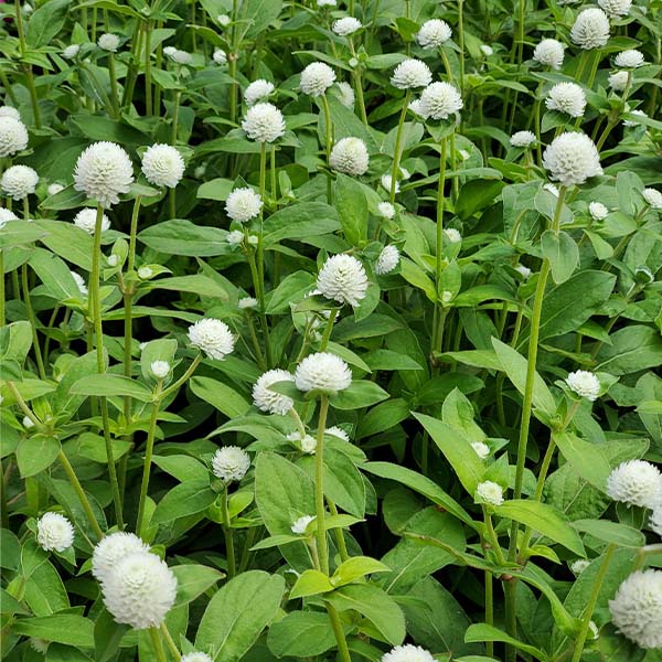 Audray White – Gomphrena Seed