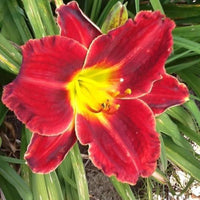 Mesmerizer Reblooming Daylily