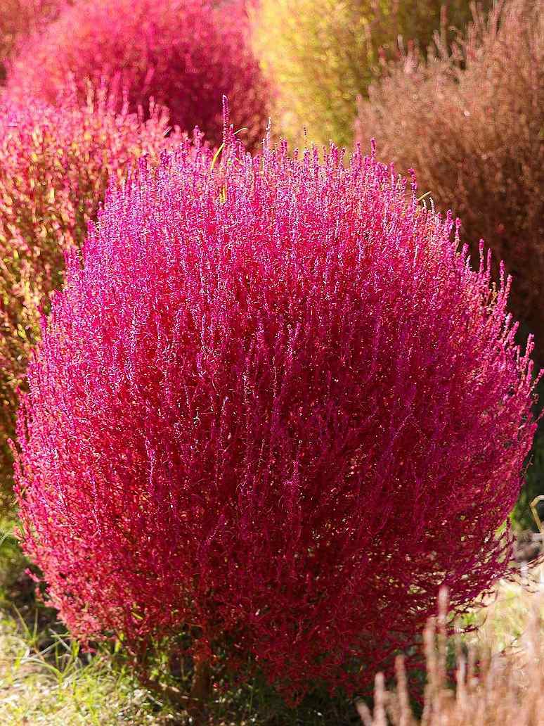 Kochia Burning Bush Flower Seeds