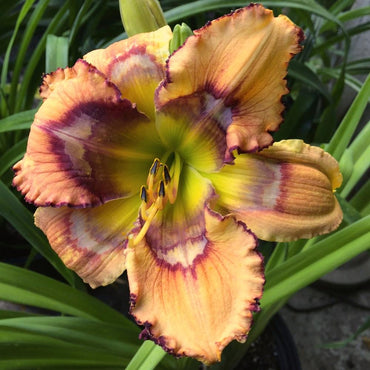 Trembler Reblooming Daylily