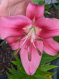 Asiatic-Oriental Lily- Child in Time