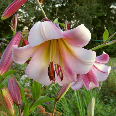 Beijing Moon Lily Tree Seeds