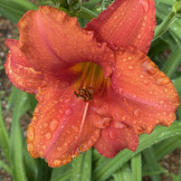 South Seas Reblooming Daylily