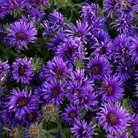 Grape Crush New England Aster