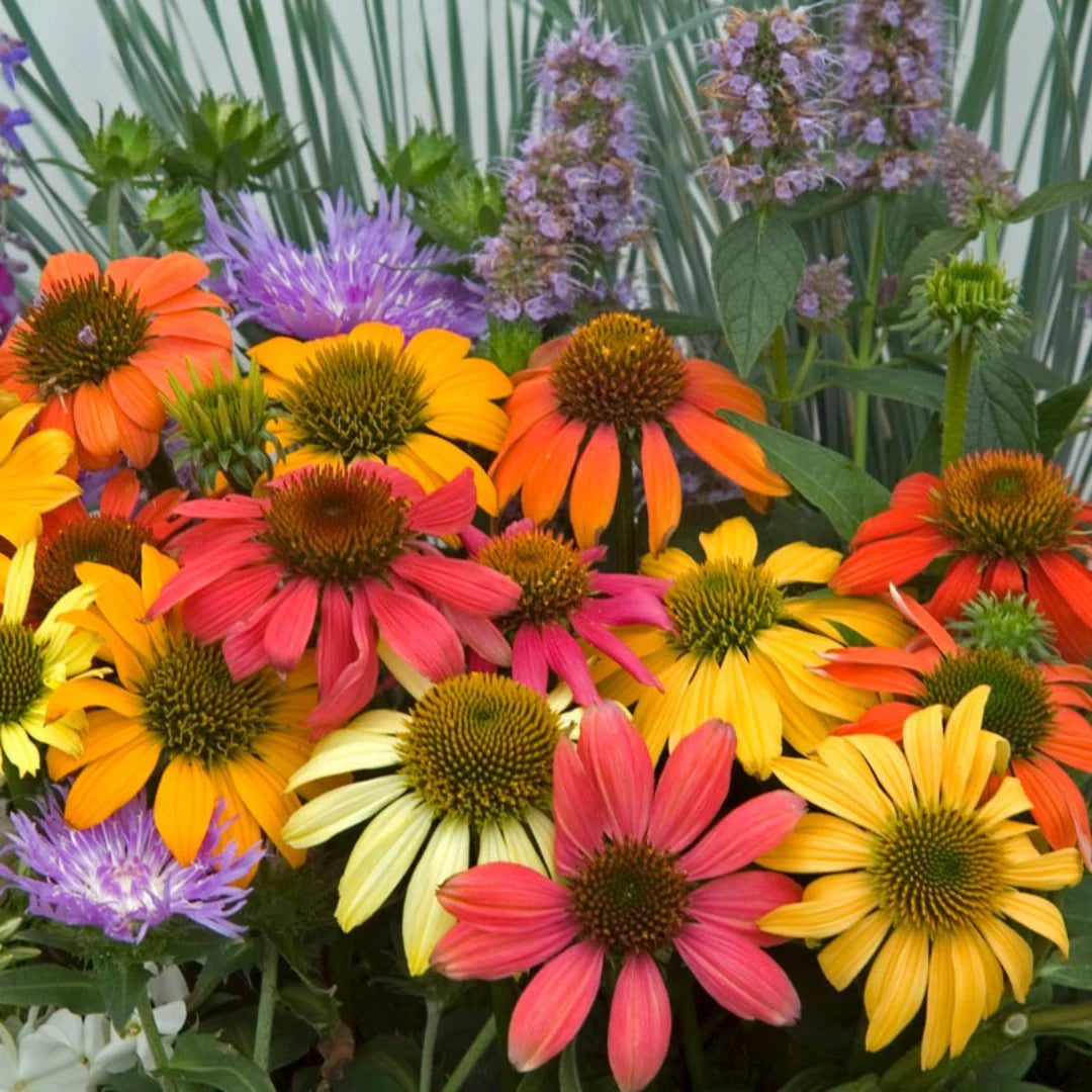 Cheyenne Spirit Coneflower Mixture