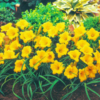 Breck's Dwarf Reblooming Daylily Collection