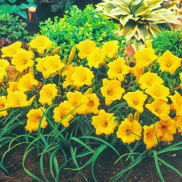 Breck's Dwarf Reblooming Daylily Collection