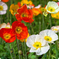 Poppy Iceland Nudicale Mixed Color Seeds