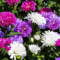 Aster Formula Mixed Colors Flower Seeds