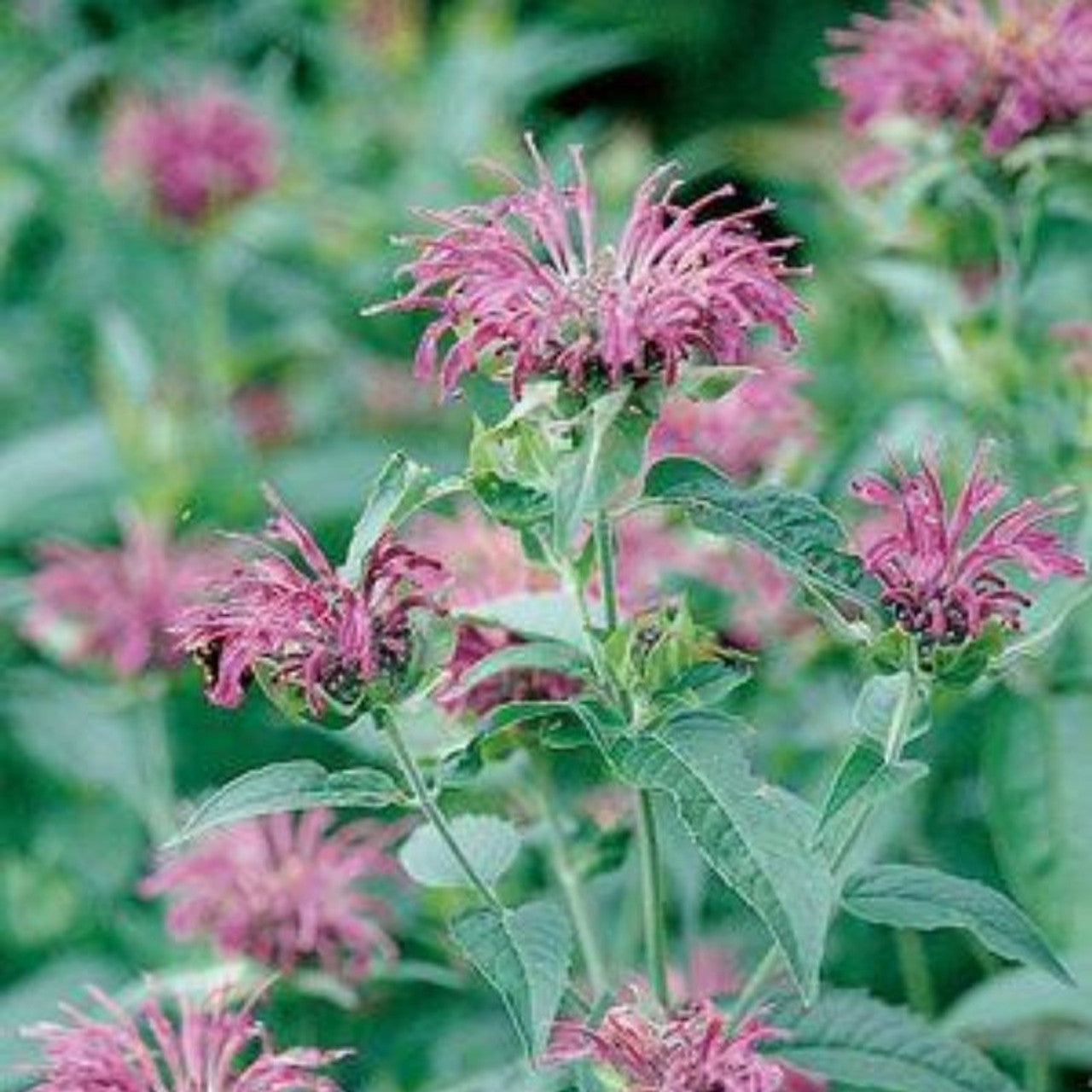 Blue Shades Bee Balm Mixture